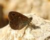 233539 – Photo : Guillaume AUBIN – France (38)